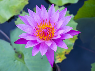 beautiful lotus in the lake.