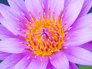 Obraz premium beautiful lotus in the lake.