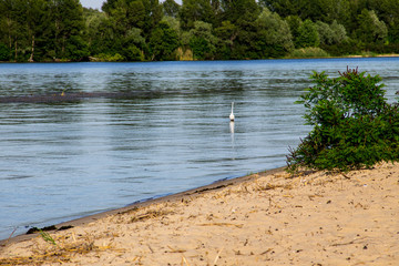 Little egret or white heron (Egretta garzetta) on the river Dnieper
