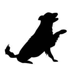 Dog do a trick
