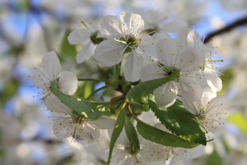 Obraz premium kwiat wiśni