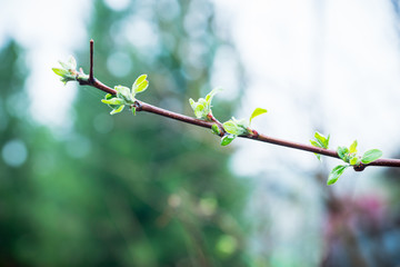 Apple branches in the garden. Selective focus.