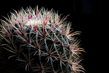 Cactus with flowers on dark background.