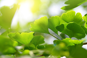 Branch with green leaves of Ginkgo Biloba.