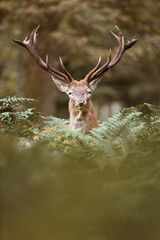 cerf cervidé brame mammifère bois forêt roi chasse cor portrait tête fougère nature sauvage