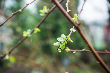 Apple branches in the garden. Selective focus.