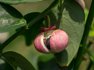 Seed of Sauropus androgynus, star gooseberry or sweet leaf.