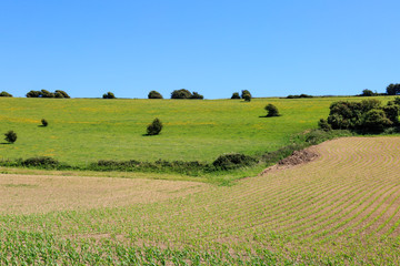 Fototapeta premium Farmland Landscape