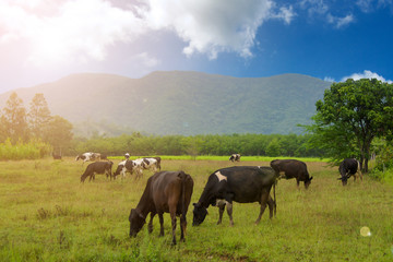 Cow grazing in the field