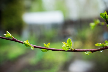 Apple branches in the garden. Selective focus.