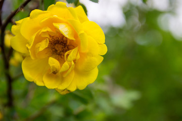 Yellow rose on a bush in garden