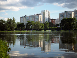 Fototapeta na wymiar Duck with ducklings swimming in the pond in the Park. Beautiful landscape, high-rise buildings, summer