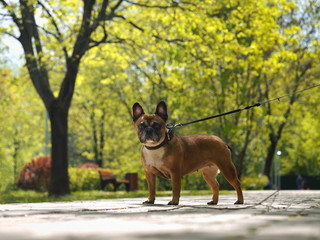 dog on a leash. Walking English bulldog in summer Park