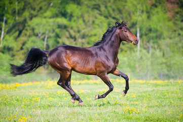 Bay horse with flower runs gallop in summer time