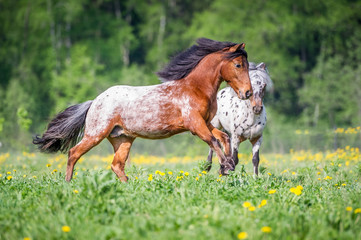 Two appaloosa ponies runs on the meadow in summer