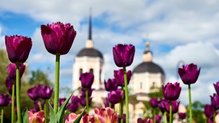 Beautiful purple tulips on church background