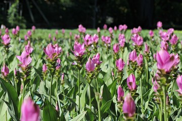 Siam Tulip, Flower