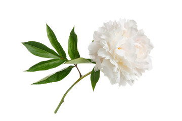 Delicate peony isolated on white background