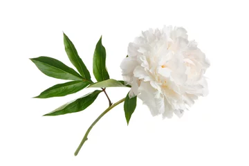 Stof per meter Pioenrozen Delicate peony isolated on white background
