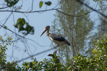 Conservation of birds on the tree. Lesser adjutant stork