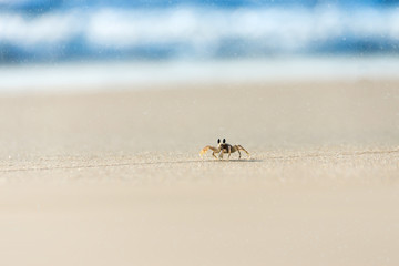 Ghost crab running on the beach