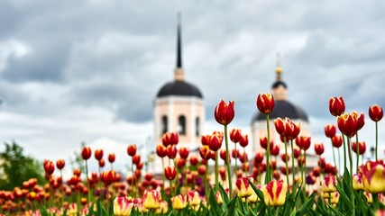 Beautiful purple tulips on church background