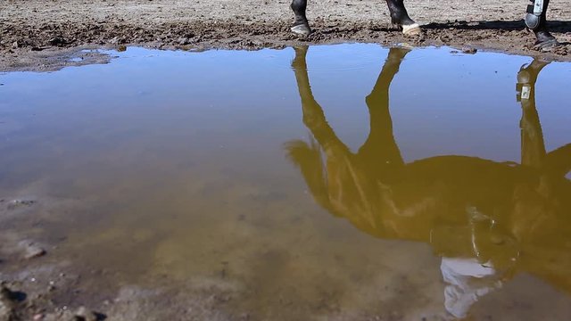 The horse rider is walking along the puddle, reflected in the water