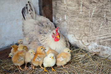 Mother hen with little chickens