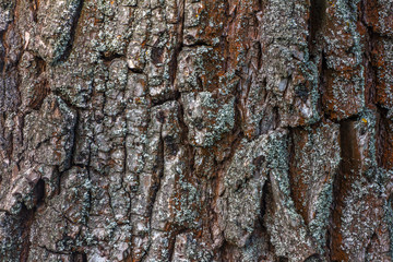 A texture of willow bark