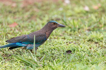 Indian roller On Grass,Historic Park KamphaengPhet In Thailand.