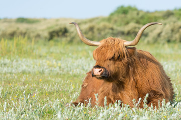 Highland Cow with Reddish Fur Lying in Tall Grass Field