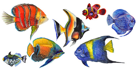 Watercolor aquatic underwater colorful tropical fish set. Red sea and exotic fishes inside.