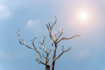 Obraz premium Dead trees in summer