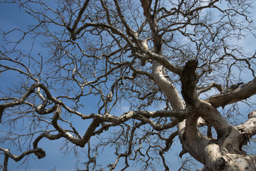 Dead trees in summer