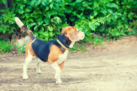 Beagle dog necked collar walking outdoor in park
