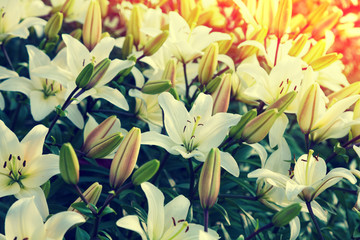 Natural flower background. Vintage lily flowers. 