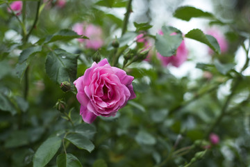  Ornament of the garden with a bush rose.