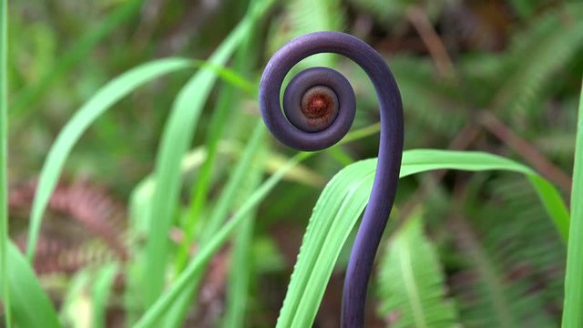 Young purple Uluhe fern shoot (Dicranopteris linearis). Hawaiian rainforest, USA