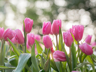 Pink tulip flower with water drops : slective focus.