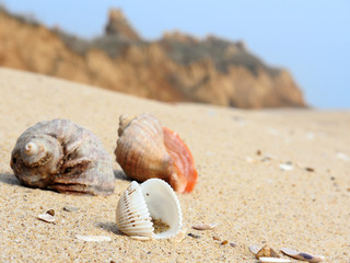 Sea shell on the seashore