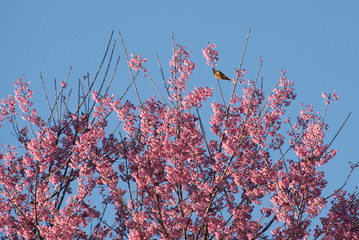 Yellow bird perched on a branch of cherry blossom. Taken in thailand.