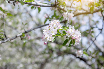 Apple flowers blossom in spring time with green leaves nature background, natural floral seasonal background