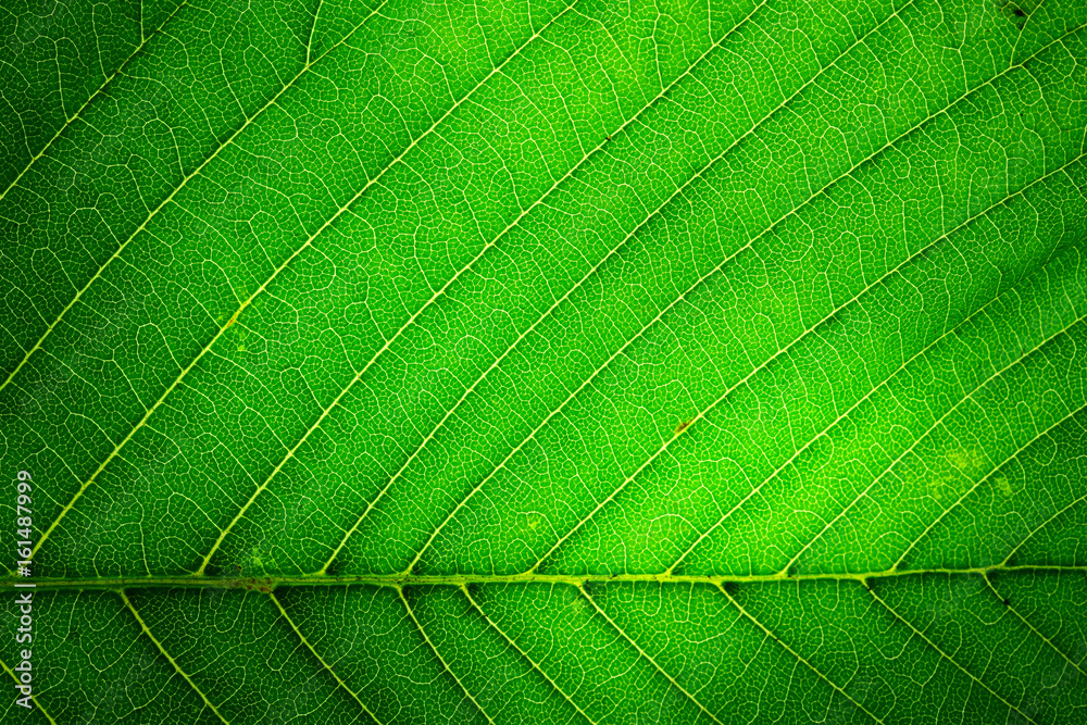 Poster The texture of a green leaf is macro with a beautiful symmetrical pattern of veins.