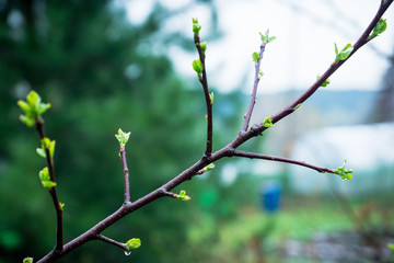 Apple branches in the garden. Selective focus.