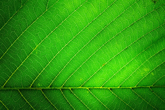 The texture of a green leaf is macro with a beautiful symmetrical pattern of veins.