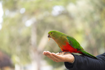 Australian king parrot female sitting on hand