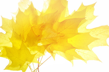 Naklejka na ściany i meble Beautiful bright golden orange autumn background with leaves isolated on white background. Bouquet of yellow autumn leaves close-up.