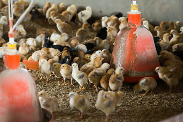 Many fluffy small multicolored chicks © JackF