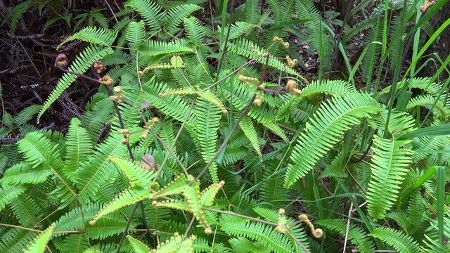Young Uluhe fern leaves (Dicranopteris linearis). Hawaiian rainforest, USA