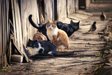 Naklejka premium Grupa bezdomnych kotów na ulicy miasta poluje na gołębie. Czerwony kot wygląda mądrze.